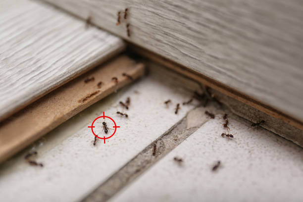 Pest Control for Restaurants in Fort Lewis, WA