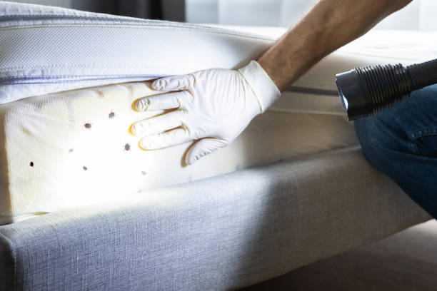 Best Mosquito Control Services  in Fort Lewis, WA
