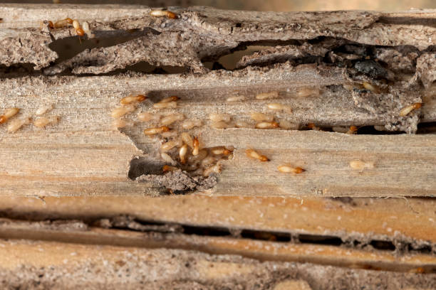 Best Termite Control Services  in Fort Lewis, WA